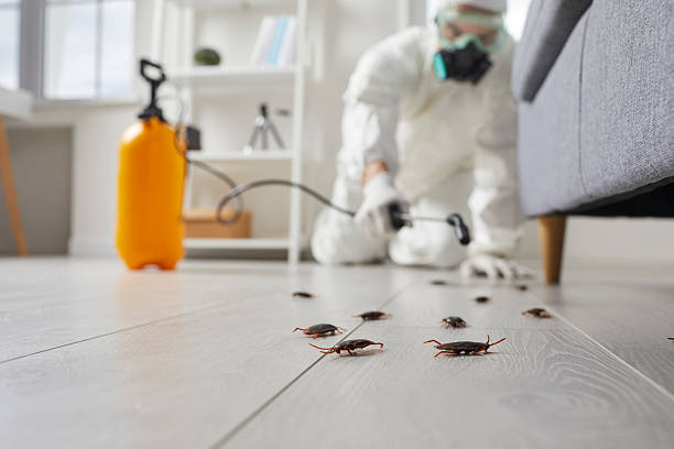 Post-Treatment Bed Bug Interceptor Monitoring in Lavaca
